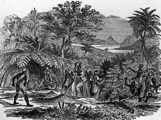 Historic engraving of a coffee plantation with workers among coffee plants and palm trees