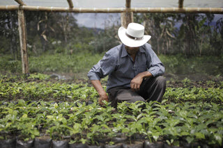 Worker kneels among young coffee saplings in a nursery at Villa Loyola.