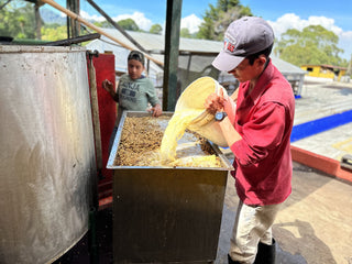 Worker in a red shirt pours pale yellow liquid from a bucket into a metal trough at Finca Santa Ana coffee processing facility, with another worker in the background.