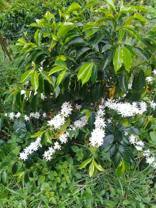 Coffee plant in full bloom with white star-shaped flowers among glossy green leaves at Finca El Chaferote