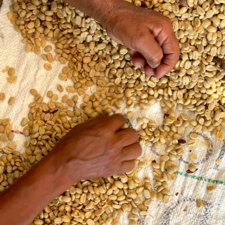 Hands sorting green coffee beans spread on a woven cloth.