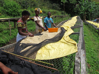 Four people stand beside a long parchment coffee drying bed on a hillside cooperative, covered with yellow tarps.