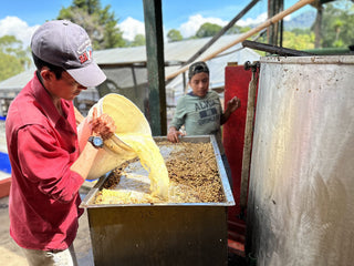 Worker pours yellow liquid into a large metal trough of coffee beans during pineapple processing at Finca Santa Ana, with a colleague in the background.