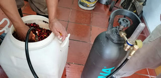 Hands scoop red cherries into a white container in the Villa Loyola wet mill area beside a gas cylinder.