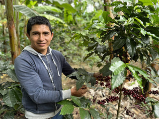 Farmer in a blue hoodie harvesting ripe coffee cherries among coffee plants