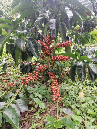 Coffee tree with glossy dark green leaves heavy with bright red coffee cherries.