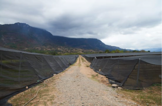 Wide view of a coffee drying yard with shade nets along a dirt path and distant mountains.