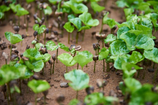 Rows of young coffee seedlings with bright green leaves growing in bare soil.