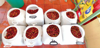 White buckets filled with red coffee cherries lined up on a red tiled floor in the Villa Loyola wet mill.