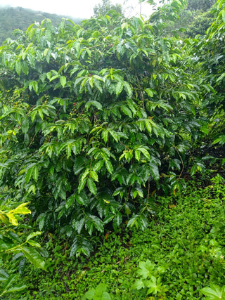 Coffee plants with glossy leaves and ripening red berries on a Colombian farm