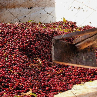 Bright red coffee cherries piled on a wooden conveyor during harvest processing