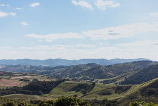 Sweeping hillsides of Brazilian coffee farms in Minas Gerais, illustrating Serra Negra terroir.