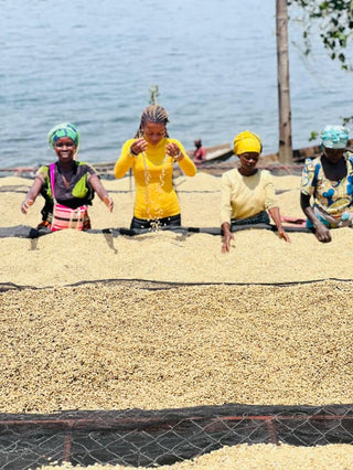 Group of women drying coffee cherries on a sunlit drying bed on Idjwi Island near Lake Kivu