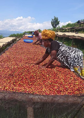 Women sorting red coffee cherries on long drying beds outdoors under a blue sky