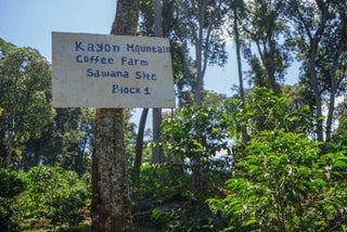 Weathered sign on a tree at Kayon Mountain Coffee Farm Sawana Site Block 1 in a lush forest.