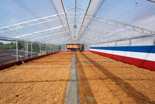 Long greenhouse drying patio with golden coffee beans spread in rows along a central aisle.