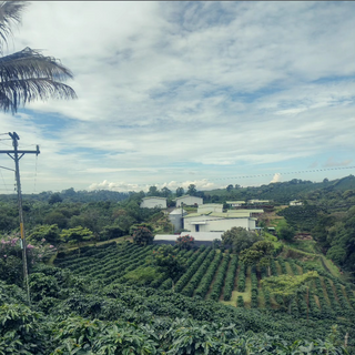 Costa Rica Zamorana farm landscape with terraced coffee fields and hillside buildings under a blue sky
