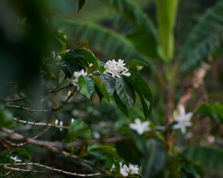 Colombia Nariño coffee plant in bloom with white flowers and glossy leaves