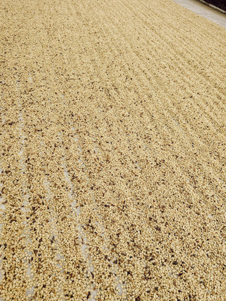 Sun dried coffee beans spread on a drying bed in warm tan hues.