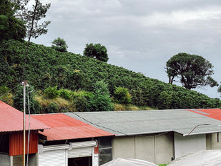 Costa Rica Don Joel Kenia coffee farm hillside with lush trees and a cloudy sky