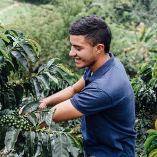 Farmer in a blue polo harvests coffee cherries among green coffee plants in Colombia.