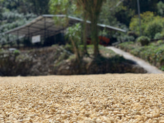 Blurry aerial view of a coffee farm building surrounded by trees and a gravel foreground