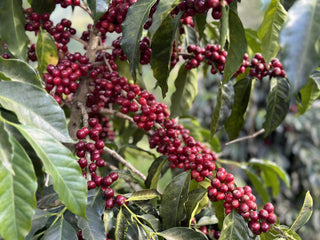Clusters of ripe red coffee cherries on a branch with green leaves