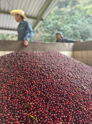 Blurred view of a worker in a straw hat beside a large pile of red coffee cherries