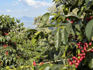 Close up of ripe red coffee cherries on a branch with green leaves and distant hills