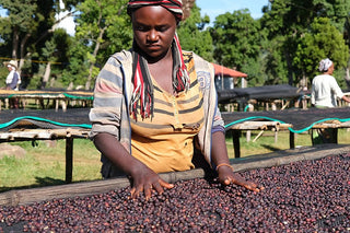 Female worker sorting ripe coffee cherries on a drying bed at an Ethiopian farm