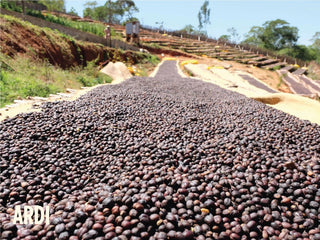 Pile of drying coffee beans on hillside terraces in the Sidama region of Ethiopia