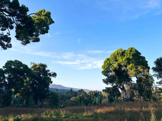 Green trees against a clear blue sky over a rural landscape.