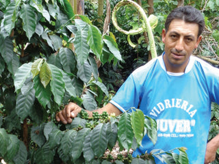Farmer in a blue shirt among lush coffee plants with green coffee cherries