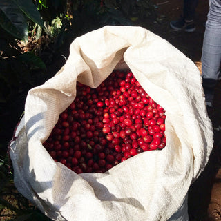 Open burlap sack filled with bright red coffee cherries