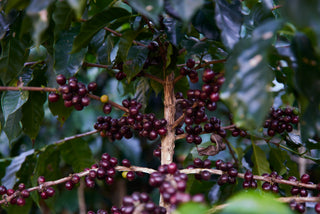 Close up of ripe red coffee cherries on a branch with glossy green leaves