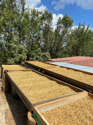 Coffee beans drying on wooden benches outdoors with trees in the background under a blue sky