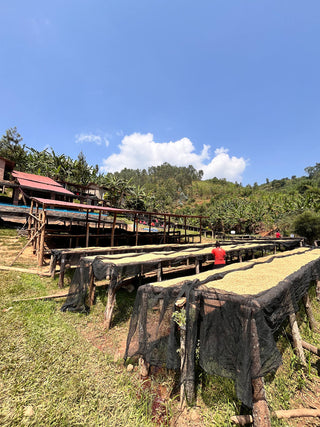 Guatemala coffee drying beds at El Matazano farm with banana plants nearby and a blue sky