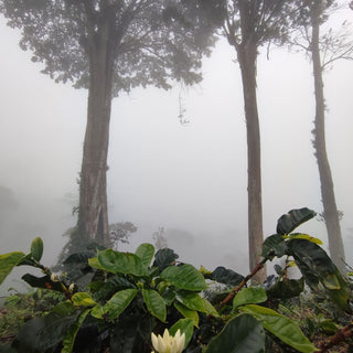 Foggy forest scene with tall tree trunks and large green leaves in the foreground