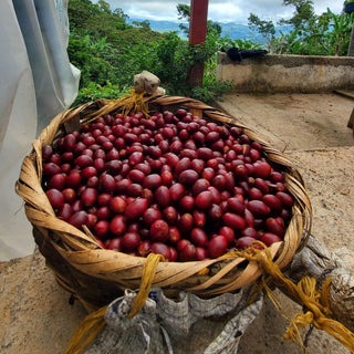 Woven basket filled with red coffee cherries on a farm with greenery and distant mountains.