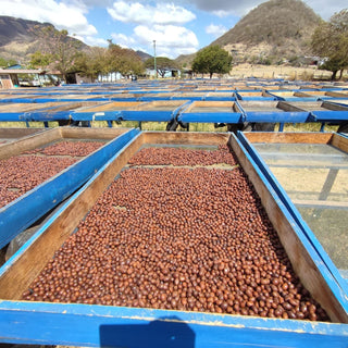 Rows of blue drying beds filled with coffee beans drying in the sun on a Guatemalan farm.