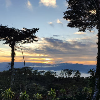 Sunset over a coffee farm hillside with silhouetted trees and distant mountains.