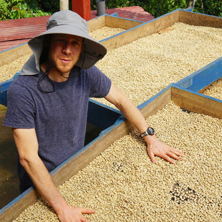 Roaster wearing a wide brim hat leans over blue wooden bins of drying Pacamara coffee beans outdoors.