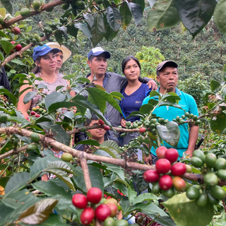 Group of people in a Colombian coffee farm examining ripening Gesha coffee cherries on the branches.