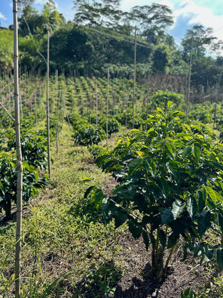 Rows of young coffee plants tied to bamboo stakes on a sunlit hillside farm