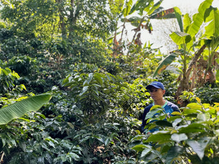 Dense coffee shrubs with large glossy leaves and a worker partially visible among the foliage