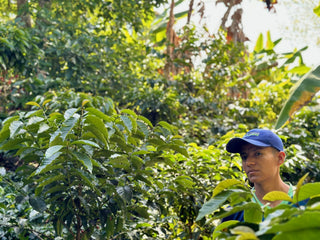 Young man in a blue cap among lush coffee plants with distant green hills in the background.