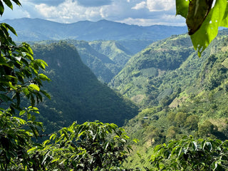 Panoramic view of green hills and valleys in the Huila region framed by coffee plants in the foreground.