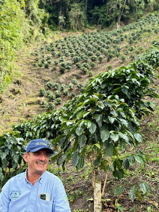 Rows of coffee plants on a terraced hillside at Finca El Chaferote in Huila, Colombia