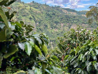 Panoramic view of terraced coffee fields on a Colombian hillside with a man in a blue shirt in the foreground