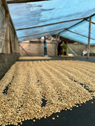 Two people stand under a blue tarp shade over a drying patio with coffee beans spread to dry.